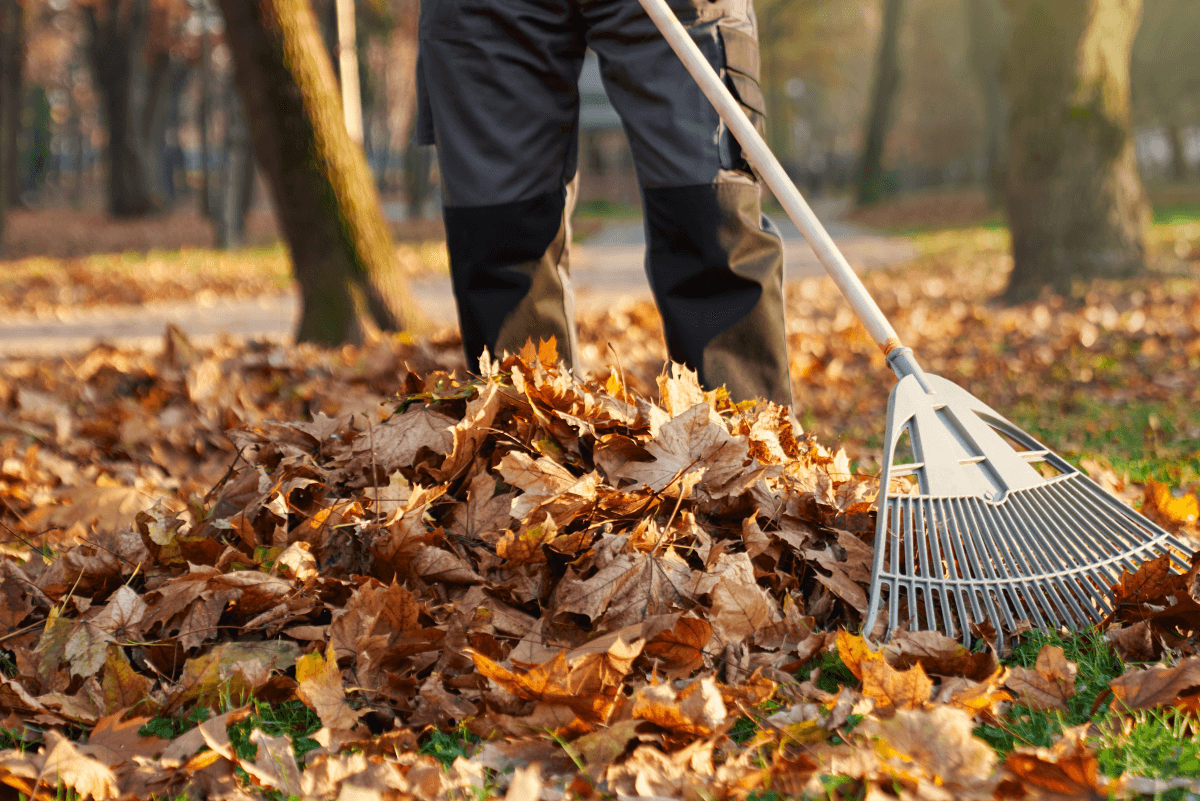 Leaf Removal in Owasso example 3