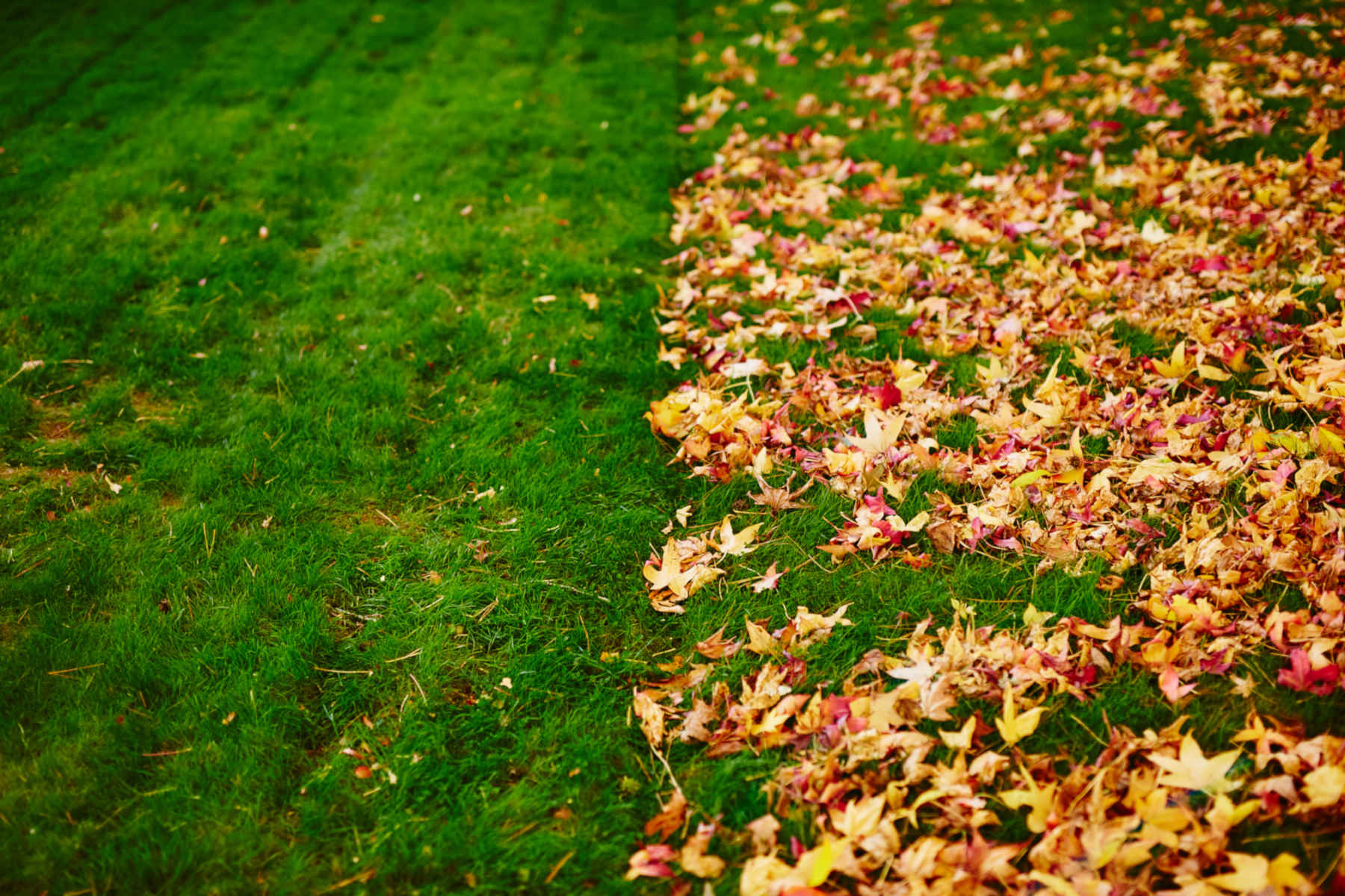 Leaf Removal in Owasso example 6
