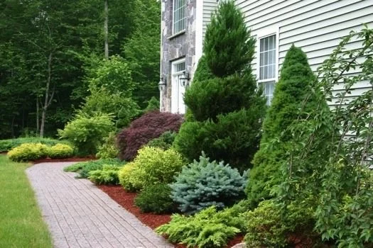 Tree & Shrub Planting in Broken Arrow example 9